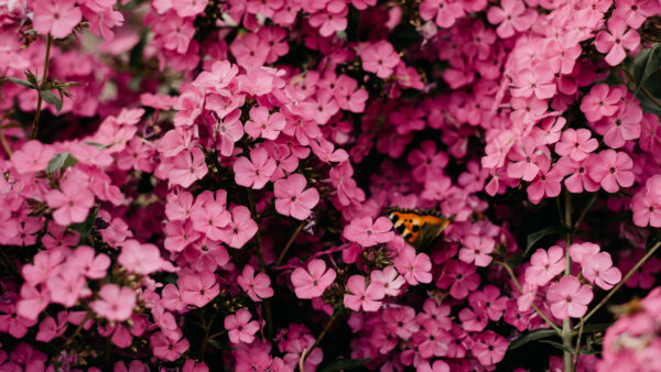 Wallpaper Mobile, View, Pink, Closeup, Plant, Flowers, Beautiful, Desktop