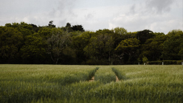 Wallpaper Desktop, Nature, Trees, Mobile, Field, Path, Grass, Under, Green, Sky, Background