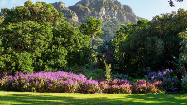 Wallpaper Mountain, Nature, Bushes, Field, Mobile, Flowers, Background, Beautiful, Trees, Green, Purple, Grass, Desktop, Plants