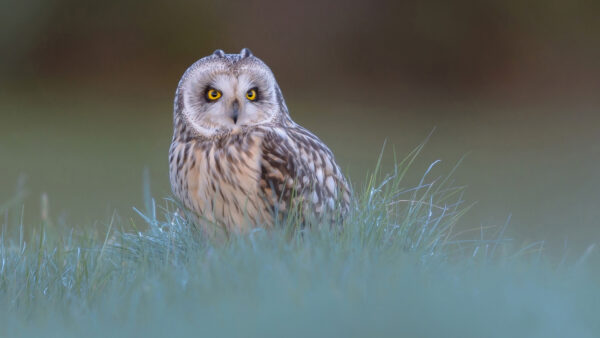 Wallpaper Eyes, Green, Owl, Grass, White, Yellow, Brown, Desktop