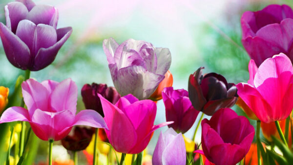 Wallpaper Desktop, Flowers, Blur, Background, Colorful