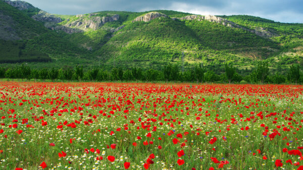 Wallpaper Red, Background, Mountain, Common, Greenery, Beautiful, Poppy, Flowers, Sky, Field, Desktop, Mobile