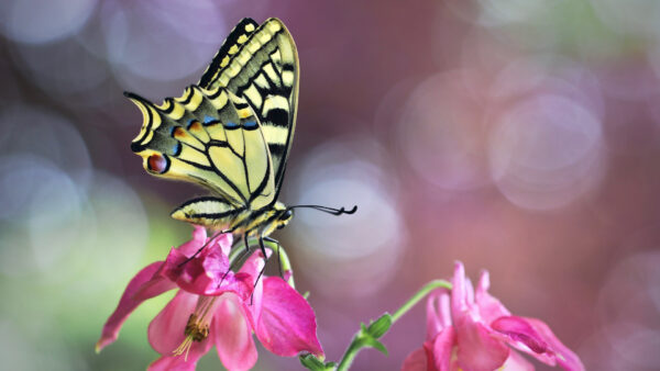 Wallpaper Background, White, Yellow, Pink, Flowers, Bokeh, Butterfly, Black, Swallowtail