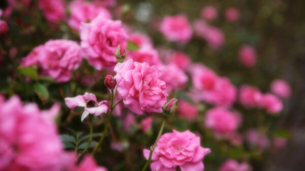 Wallpaper Mobile, Roses, Flowers, Blur, Buds, Desktop, Pink, Background, Petal