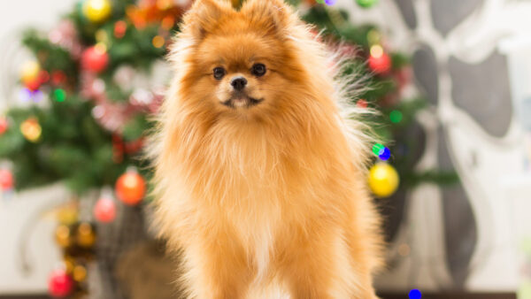 Wallpaper Christmas, Animals, Dog, Spitz, Background, Tree, Blur, Desktop, Puppy, Brown