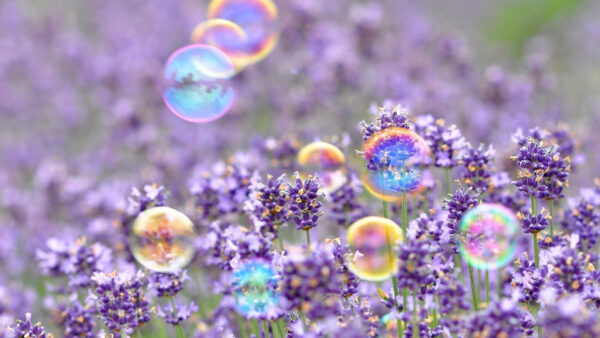 Wallpaper Violet, Bubbles, With, Flowers, Desktop