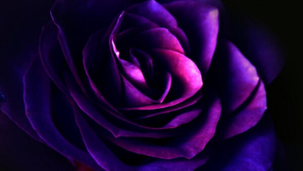 Wallpaper Flower, Purple, Petals, Rose, Dark