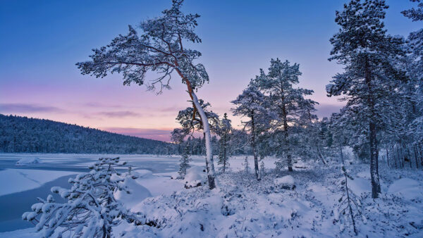 Wallpaper Winter, Sky, Trees, Under, During, Snow, Blue, Covered