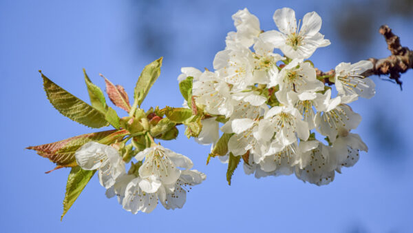 Wallpaper Flowers, Branch, White, Tree, Sky, Background, Blue, Blur