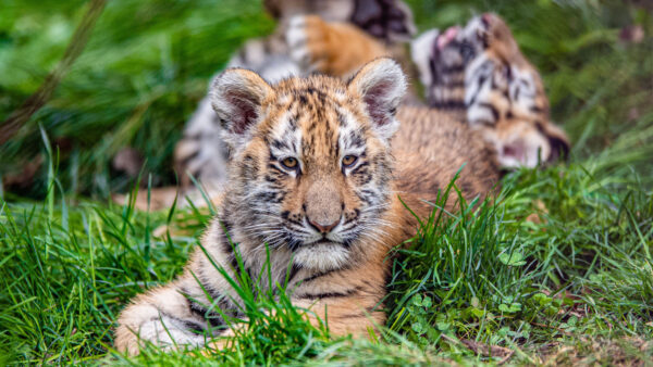 Wallpaper Grass, View, Green, Tiger, Cub, Closeup