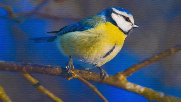 Wallpaper Standing, Yellow, Blue, Titmouse, Birds, Background, Bird, Blur, White, Tree, Branch