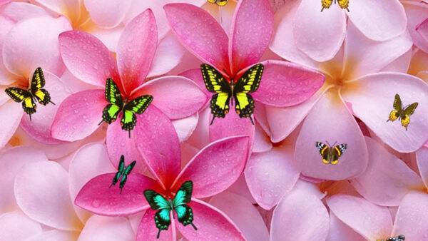Wallpaper Flower, Green, And, Petals, Desktop, Yellow, Pink, Butterflies