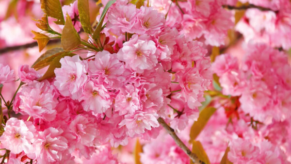 Wallpaper Flowers, Plant, Petals, Pink, Spring, Branches