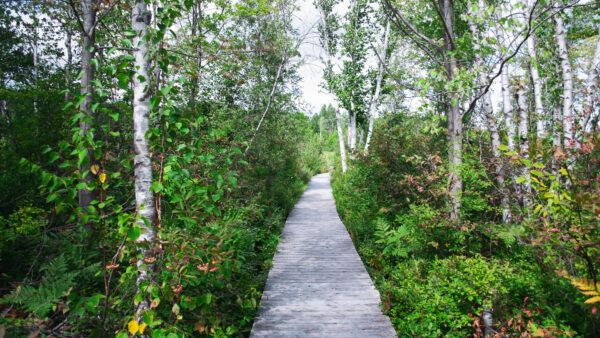 Wallpaper Mobile, Scenery, Dock, Wood, Trail, Nature, Desktop, Trees, Between, Grass, Plants, Bushes, Path