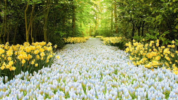 Wallpaper Forest, Flowers, Spring, Yellow, Daffodil, White