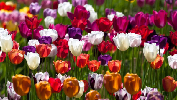 Wallpaper Colorful, Flowers, Field, Tulip