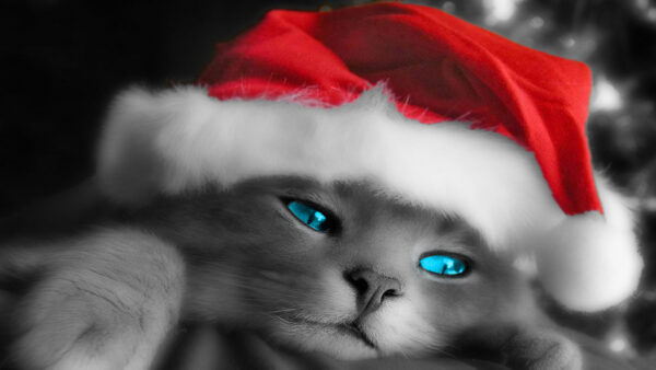 Wallpaper Eyes, Santa, Blue, Wearing, Desktop, With, Cat, Cap