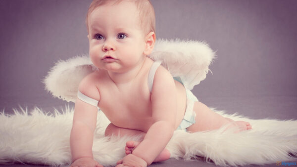 Wallpaper With, Background, Cute, Baby, White, Wings, Fur, Blur