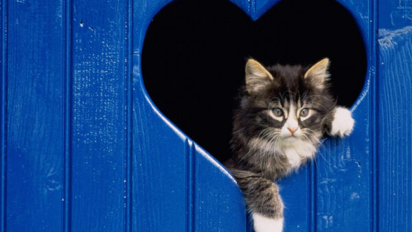 Wallpaper Shape, Center, Desktop, Heart, Cat