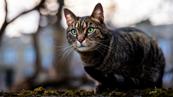 Wallpaper Cat, Brown, Background, Black, Stare, Yellow, Eyes, With, Look, Bokeh, Desktop, Blur