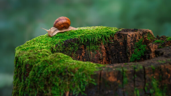 Wallpaper Snail, Blur, Algae, Green, Tree, Covered, Brown, Trunk, Background