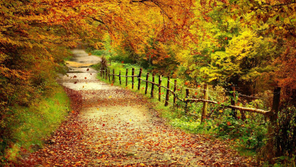 Wallpaper Sand, Yellow, Trees, Green, Autumn, Leaves, Fall, Dry, Path, Between, Fence, With