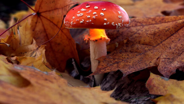 Wallpaper Closeup, Desktop, Dry, Beautiful, Red, View, Mushroom, With, Leaves