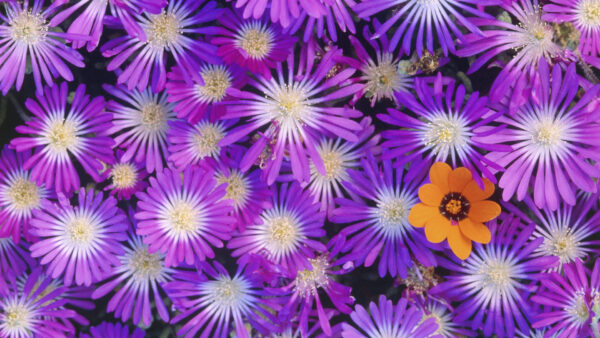 Wallpaper Purple, Flowers, White, Bunch