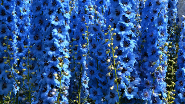 Wallpaper Flowers, Bloom, Delphinium, Plants, Blue