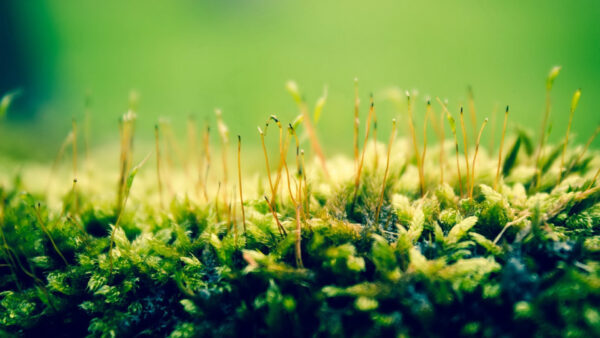 Wallpaper View, Closeup, Plants, Green