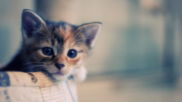 Wallpaper Couch, Blue, Brown, Background, Cute, Kitten, Blur, Eyes, Edge, Cat, Black