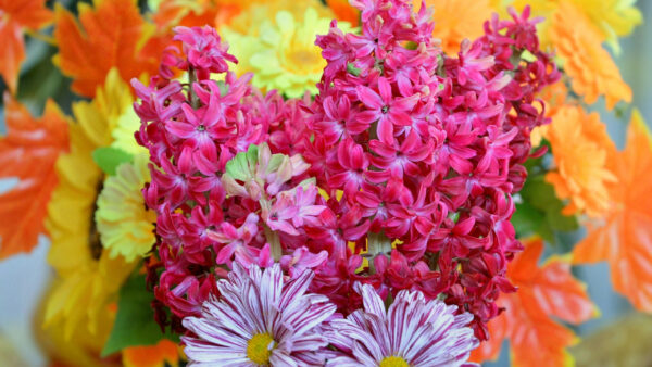 Wallpaper Pink, Flowers, Hydrangea, Yellow, Colorful