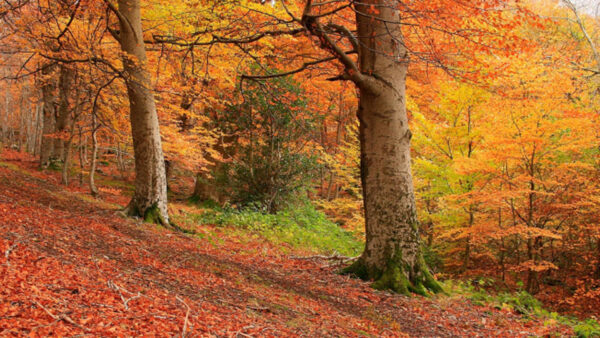 Wallpaper Red, Green, Leafed, Background, Yellow, Trees, Forest, Autumn