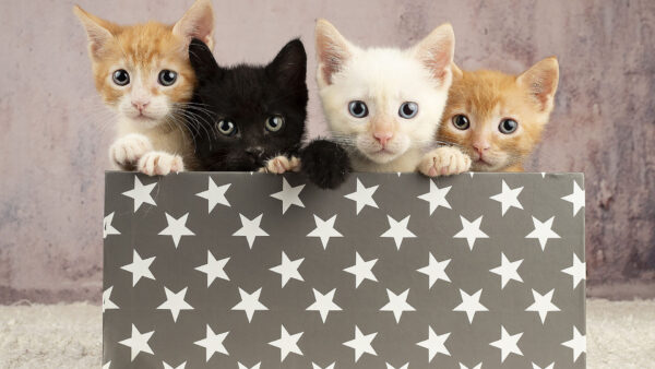 Wallpaper Black, Cat, Brown, Kittens, White