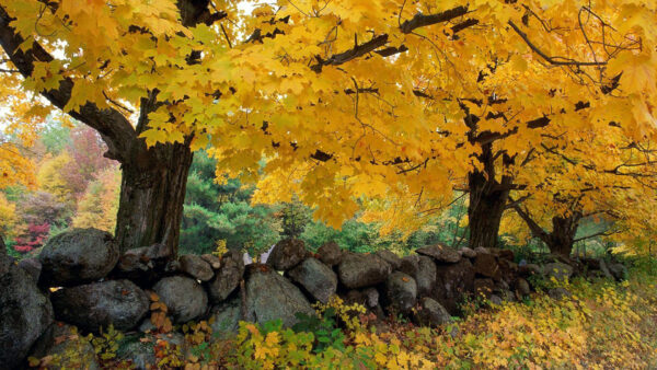 Wallpaper Trees, Autumn, Leaves, Fall, Yellow, Stones