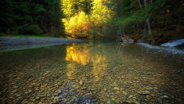 Wallpaper Trees, Autumn, Yellow, Reflection, Forest, Green, Water, Sky, River