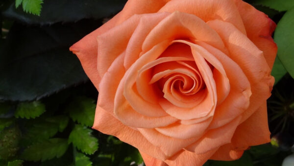 Wallpaper Orange, Closeup, Flower, Rose, View