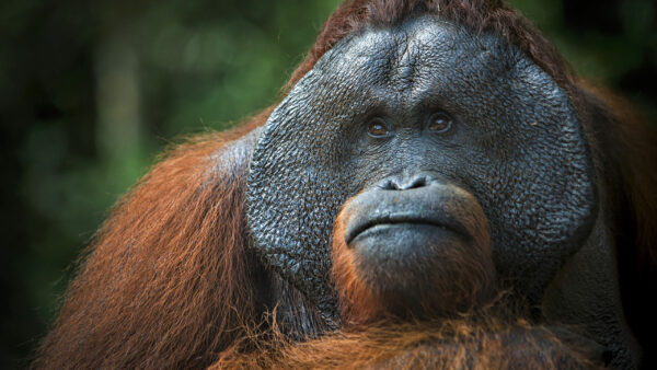 Wallpaper Funny, Orangutan, Face, Monkey