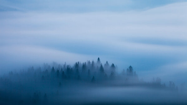 Wallpaper Spruce, Winter, Fog, White, Trees, Sky, Background, Covered, Forest