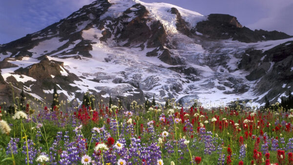 Wallpaper Snow, Landscape, Mountains, Closeup, Nature, Covered, View, And, Colorful, Flowers, Field