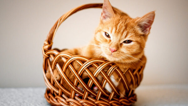 Wallpaper Cat, Sitting, Inside, Brown, Basket, Kitten, Bamboo