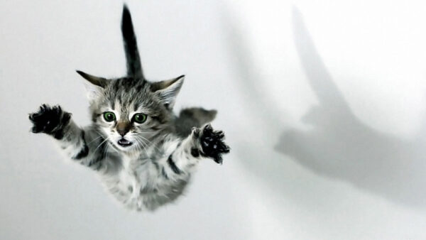 Wallpaper Funny, Tabby, Cat, White, Kittens, Jumping, Kitten