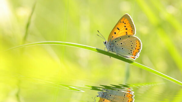 Wallpaper Design, Black, Background, Grass, Ash, Green, Blur, Dots, Butterfly, Yellow