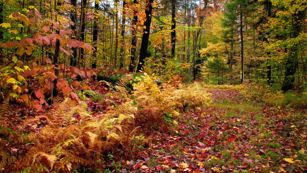 Wallpaper Autumn, Green, Fall, Bushes, Orange, Background, Forest, Trees, Beautiful