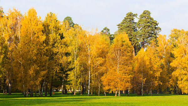 Wallpaper Yellow, Grass, Leaves, Tree, Birch, Trees, Green