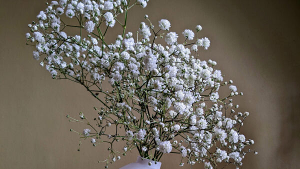 Wallpaper Blur, Vase, Gypsophila, Background, Flowers, White