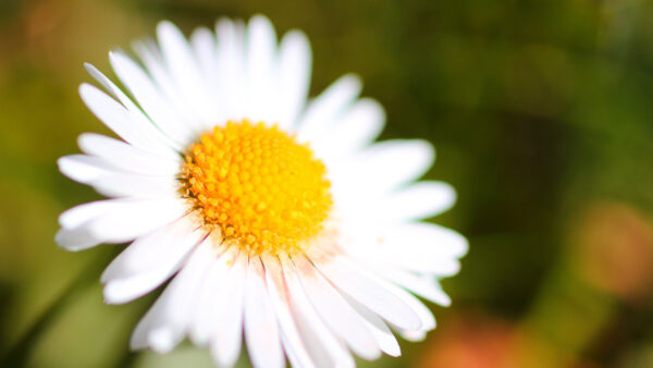 Wallpaper White, Closeup, Flower, Flowers, Chamomile, Blur, Background, View, Petals
