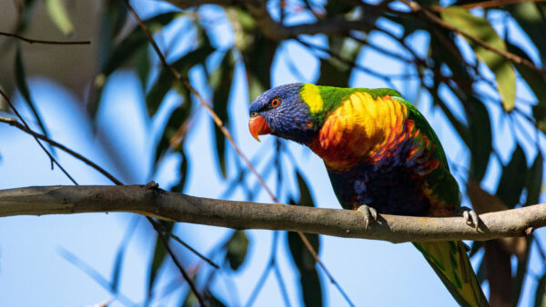 Wallpaper Rainbow, Birds, Desktop, Standing, Sky, Lorikeet, Background, Bird, Green, Tree, Branch, Leaves, Blur