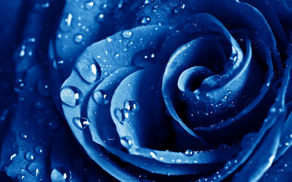 Wallpaper Drops, Blue, Rose