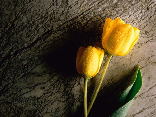 Wallpaper Yellow, Tulip